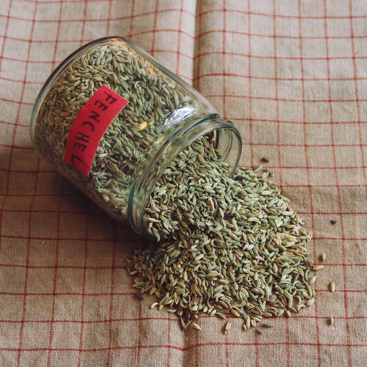 Fenchelsamen